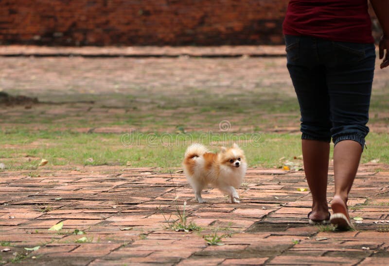 Pomeranianhond op de vloer met menselijk been royalty-vrije stock afbeeldingen Pomeranianhond op de vloer met menselijk been royalty-vrije stock afbeeldingen