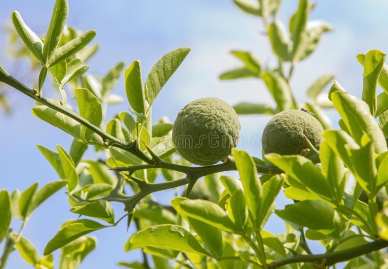 Pomeranzebusch - Poncirus trifoliata stockbild Pomeranzebusch - Poncirus trifoliata stockbild