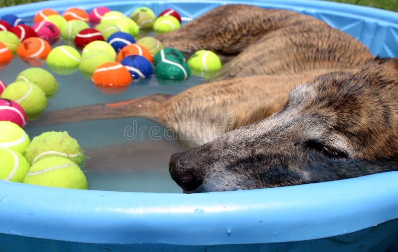 Pomeriggio di giorno di cane immagine stock libera da diritti Pomeriggio di giorno di cane immagine stock libera da diritti