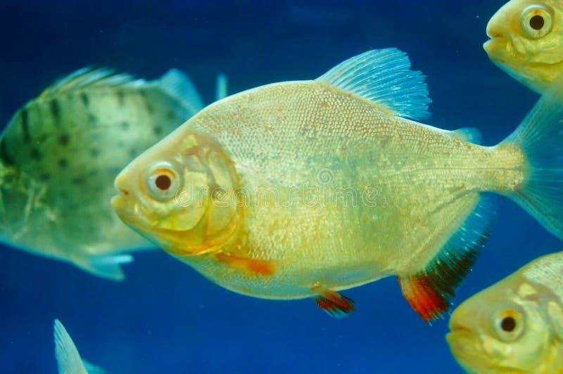 Pomfret as an ornamental fish in the aquarium.