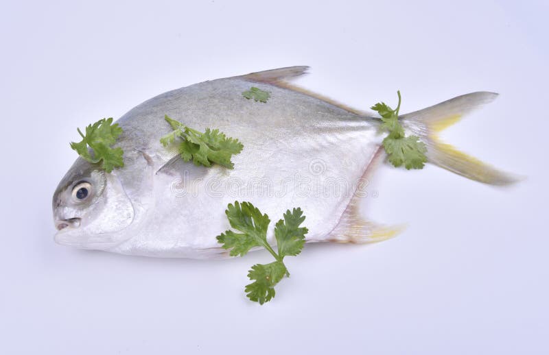 Pomfret gold and cilantro leaves on the white background. Pomfret gold and cilantro leaves on the white background.