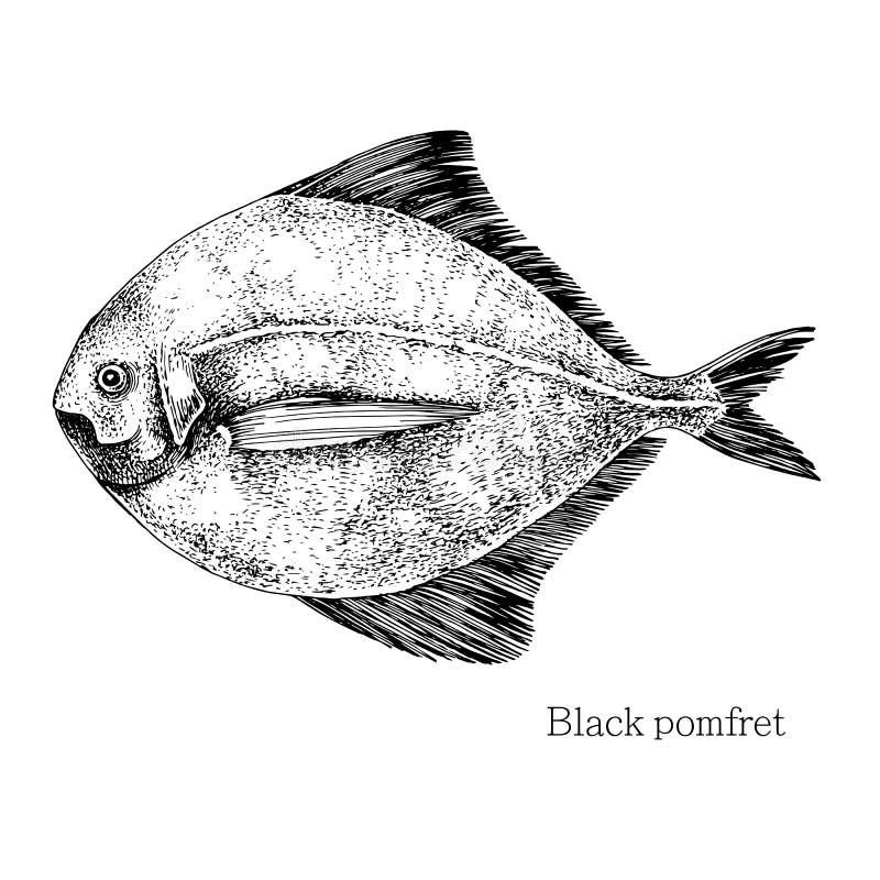 Pomfret fish hand drawn realistic illustration