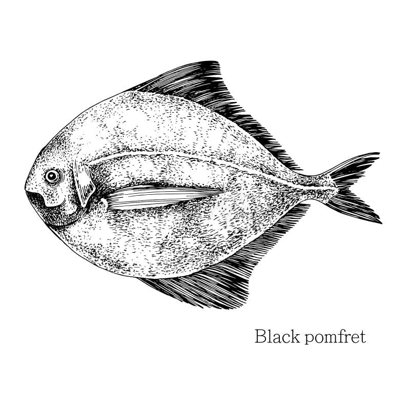 Fish drawing clipart vector design illustration. Fish set. Vector Clipart  Print