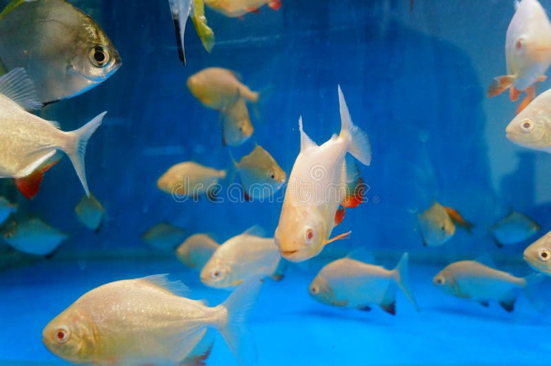 Pomfret stock image. Image of organism, pomfret, fish 103213105