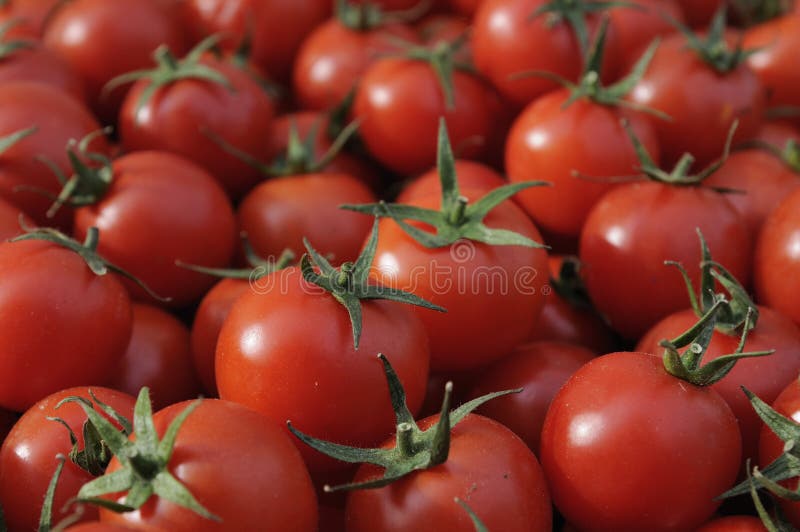 pomidory obrazy stock