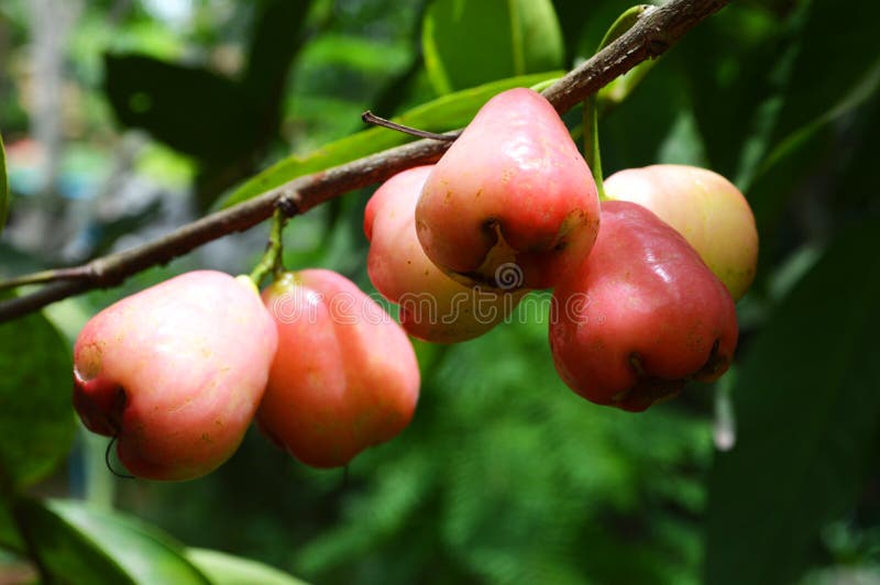 Pomme de Rose sur l'arbre image stock Pomme de Rose sur l'arbre image stock