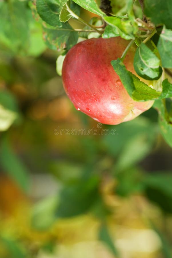 Pomme juteuse dans un jardin images stock