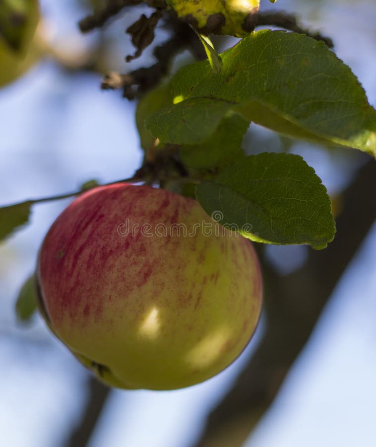 Pomme rouge organique sur la branche, fruit sur le verger prêt pour la sélection images stock Pomme rouge organique sur la branche, fruit sur le verger prêt pour la sélection images stock