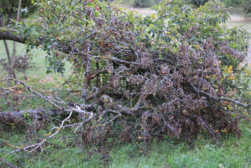 Pomme sèche avec les feuilles sèches, sur une branche cassée de pommier image libre de droits Pomme sèche avec les feuilles sèches, sur une branche cassée de pommier image libre de droits