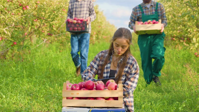 Pommeraie 3 fermier famille récolte femme squats devant les pommes hommes apporter des caisses. clips vidéos