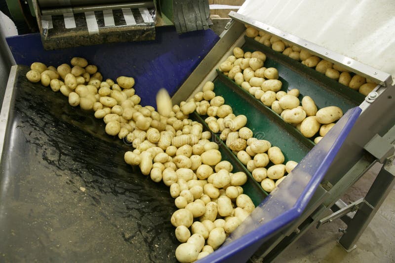 Pommes de terre fraîches, nettoyées et assorties sur une bande de conveyeur image libre de droits Pommes de terre fraîches, nettoyées et assorties sur une bande de conveyeur image libre de droits
