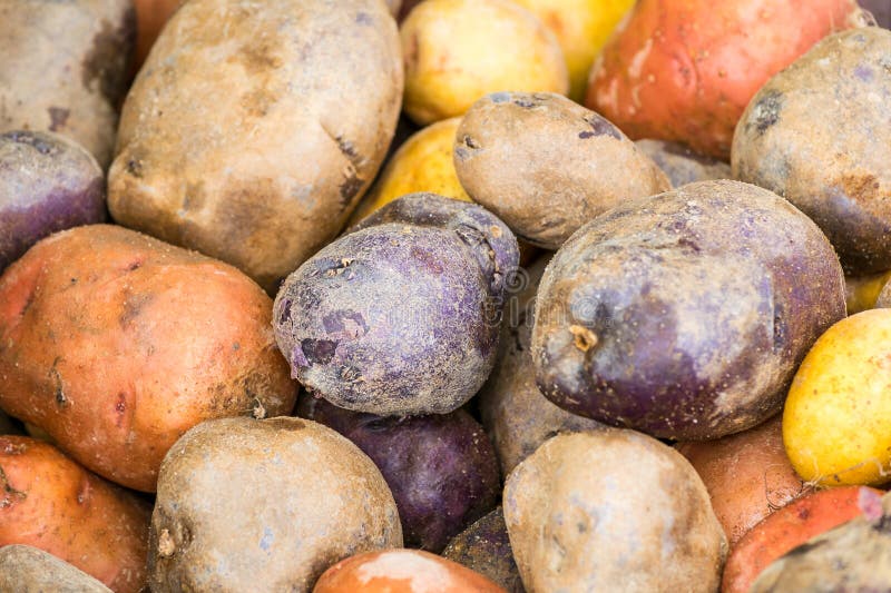 Pommes de terre rouges, blanches, et bleues photos stock Pommes de terre rouges, blanches, et bleues photos stock