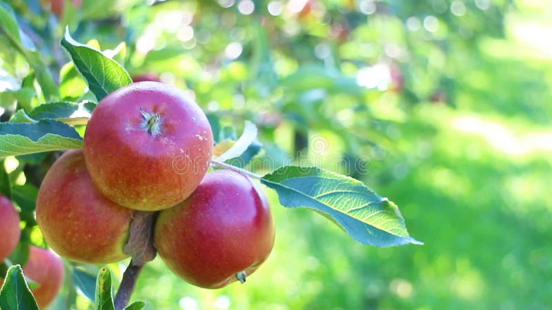 Pommes organiques dans le champ de pommiers clips vidéos