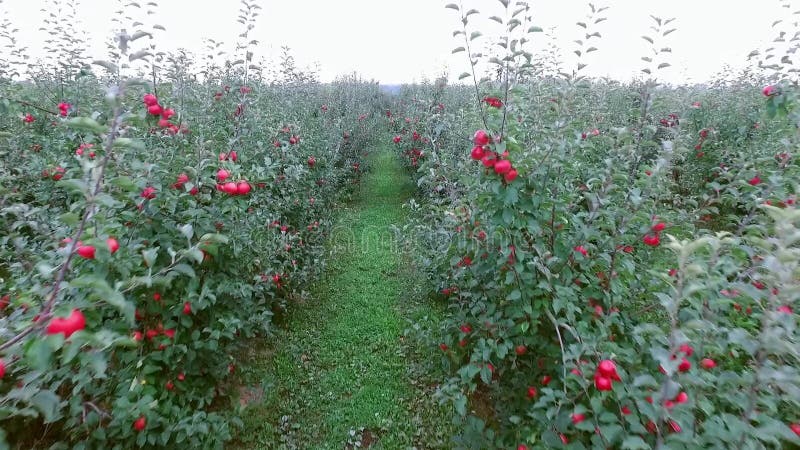 Pommes rouges dans le verger, fin, vue aérienne