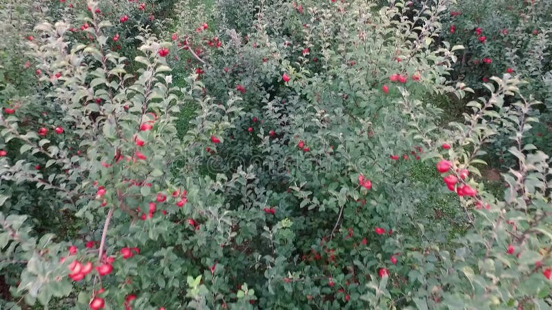 Pommes rouges dans le verger, fin, vue aérienne