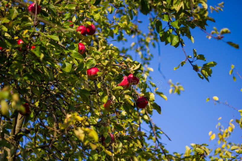 Pommes rouges mûres sur une branche d'arbre verte contre un ciel bleu Les pommes Delicious mûres accrochent sur le pommier images libres de droits Pommes rouges mûres sur une branche d'arbre verte contre un ciel bleu Les pommes Delicious mûres accrochent sur le pommier images libres de droits