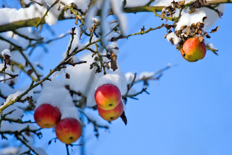 Pommes rouges sur l'arbre et la première neige