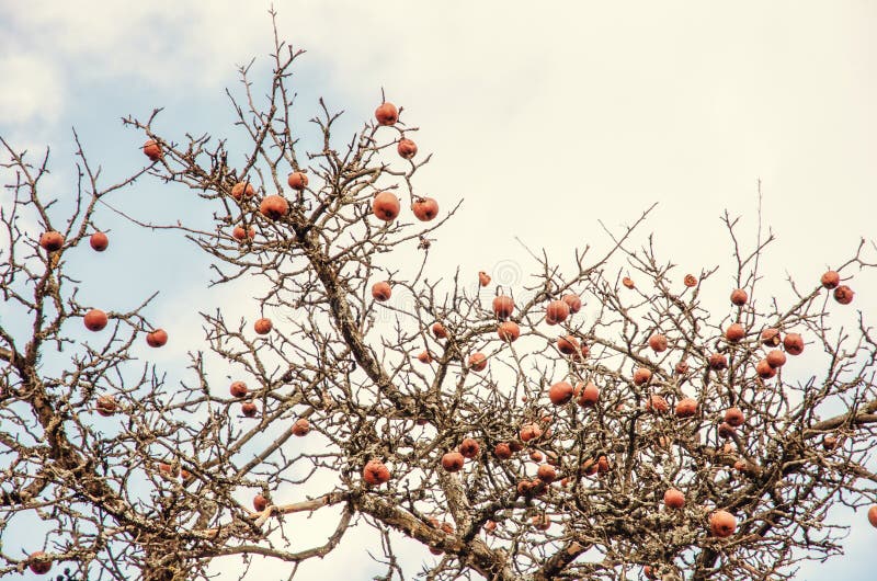 Pommier avec le fruit en hiver photographie stock Pommier avec le fruit en hiver photographie stock