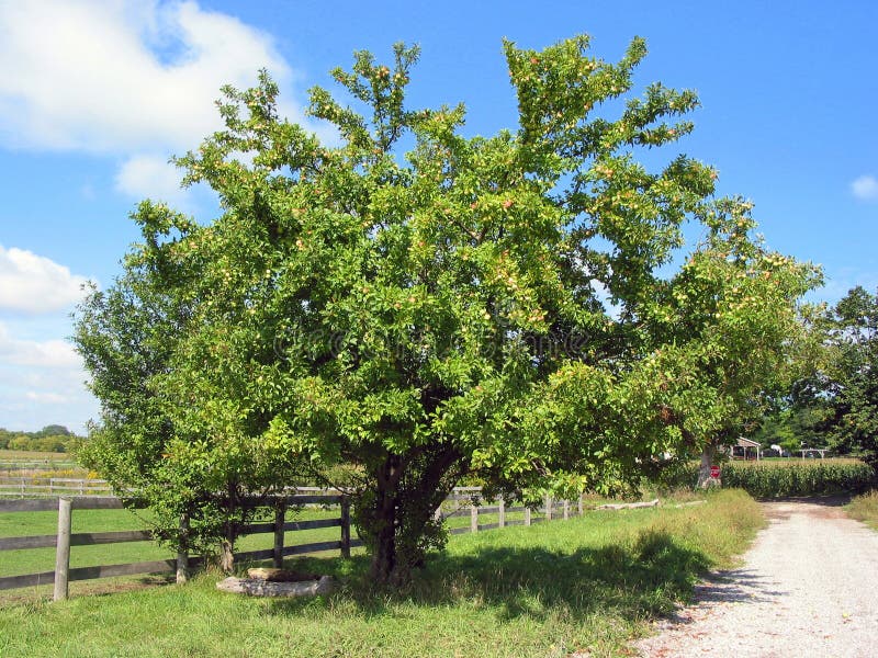 Download Pommier de ferme image stock. Image du jour, horizontal - 734137