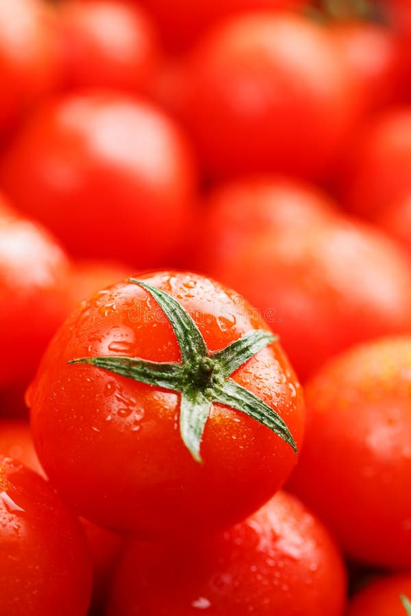 Pomodori ciliegia freschi con il primo piano Pomodori di rosso del fondo Un gruppo di frutti maturi succosi Fondo rosso dei pomod immagini stock Pomodori ciliegia freschi con il primo piano Pomodori di rosso del fondo Un gruppo di frutti maturi succosi Fondo rosso dei pomod immagini stock