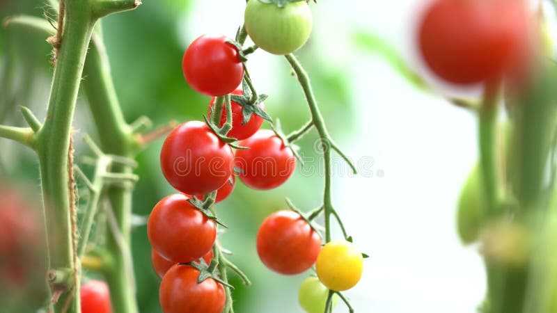 Pomodori su una diramazione. piante di pomodoro mature che crescono in serra. pomodori freschi di colore rosso naturale in una dir