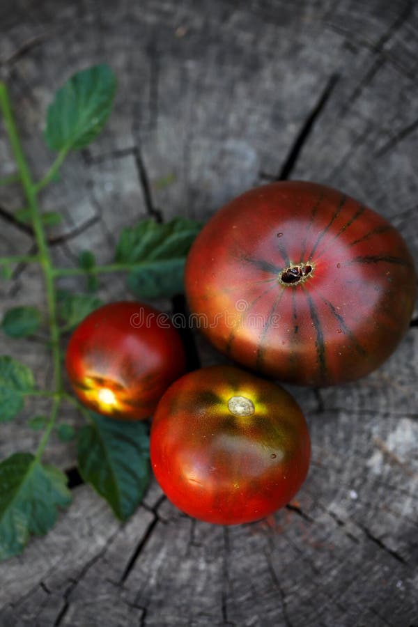 Semi Pomodoro Nero Kumato - 25 Semi Spagnoli Heirloom Per Pomodori Da Insalata - Foto 6