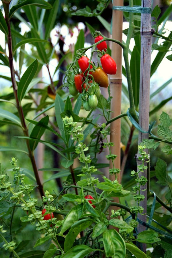 Pomodoro di ciliegia e pianta del basilico