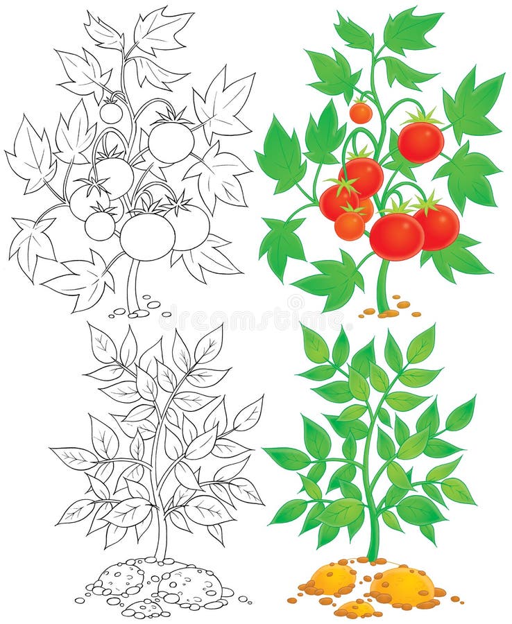Color clip-arts and black-and-white outlines of a tomato and potato, on a white background. Color clip-arts and black-and-white outlines of a tomato and potato, on a white background