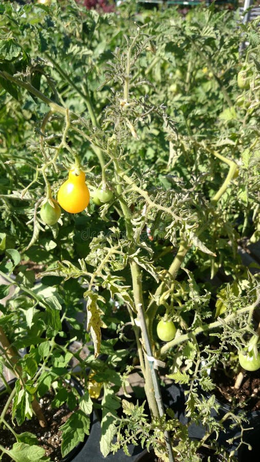 Pomodoro Giallo Della Pera, Solanum Lycopersicum Immagine Stock - Immagine Di Vite, Frutte: 48773803 - Foto 2
