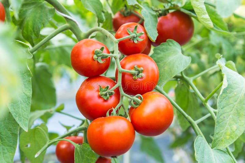 Pomodoro rosso maturo che cresce sul ramo nel campo fotografie stock libere da diritti Pomodoro rosso maturo che cresce sul ramo nel campo fotografie stock libere da diritti