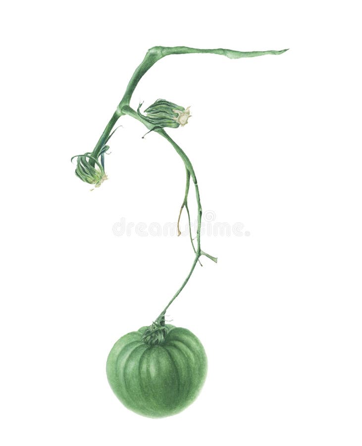Pomodoro verde su un ramo, pittura dell'acquerello illustrazione di stock Pomodoro verde su un ramo, pittura dell'acquerello illustrazione di stock
