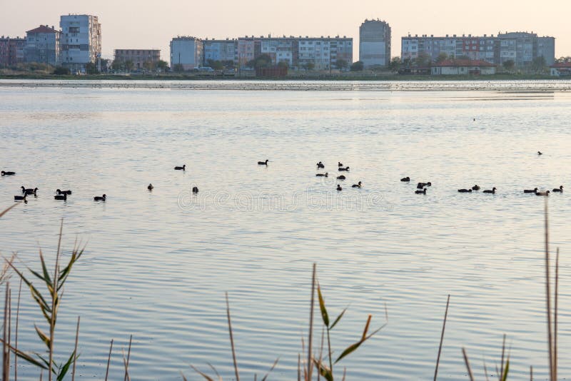 Pomorie - eine Stadt für die Vögel, Bulgarien