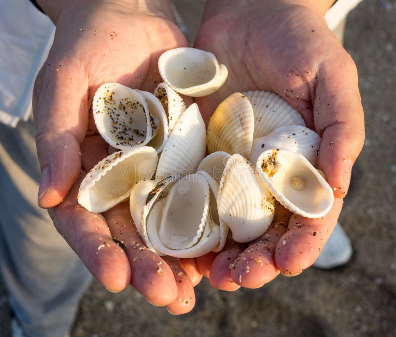 Pomorie: Muscheln vom Schwarzen Meer, Bulgarien