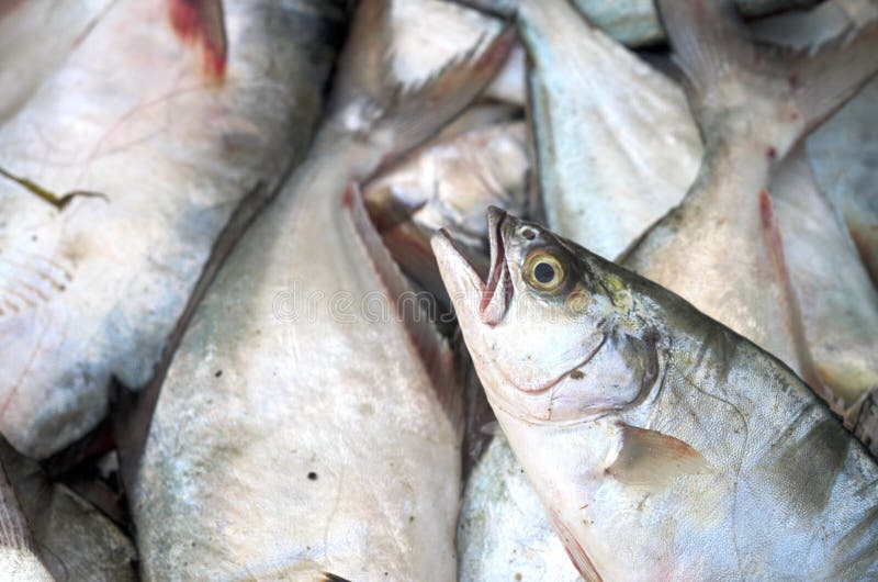 Pompanoes-Fische catched mit einem Fischnetz lizenzfreie stockfotografie Pompanoes-Fische catched mit einem Fischnetz lizenzfreie stockfotografie