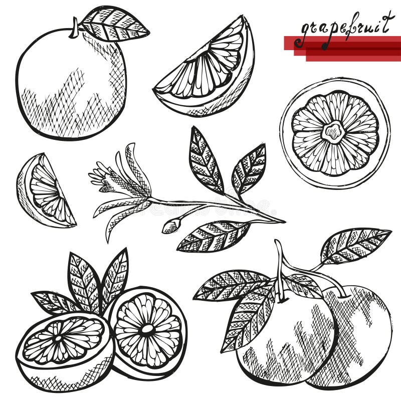Pompelmi messi illustrazione di stock Pompelmi messi illustrazione di stock