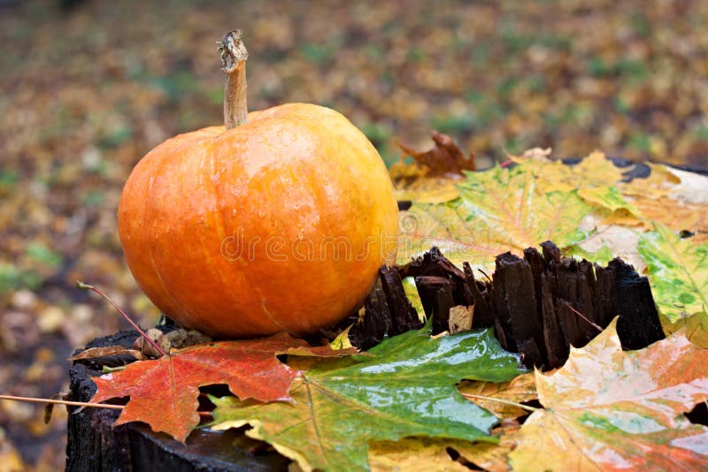 Pompoen en esdoornbladeren in de herfstbos op stomp royalty-vrije stock afbeeldingen Pompoen en esdoornbladeren in de herfstbos op stomp royalty-vrije stock afbeeldingen