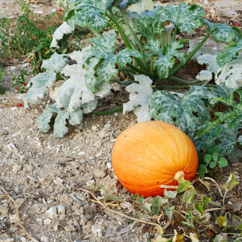 Large orange pumpkin on the ground in the garden. Large orange pumpkin on the ground in the garden