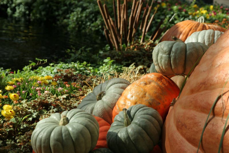 Pumpkins, fall flowers, Halloween and Thanksgiving. Pumpkins, fall flowers, Halloween and Thanksgiving