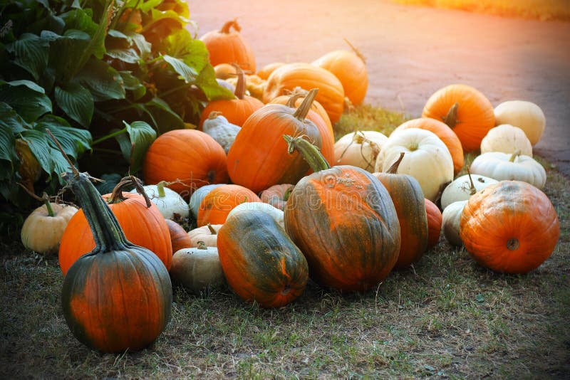 Pompoenen voor verkoop Amerikaanse landbouwbedrijf en schuren bij de herfst in Illinois royalty-vrije stock foto Pompoenen voor verkoop Amerikaanse landbouwbedrijf en schuren bij de herfst in Illinois royalty-vrije stock foto