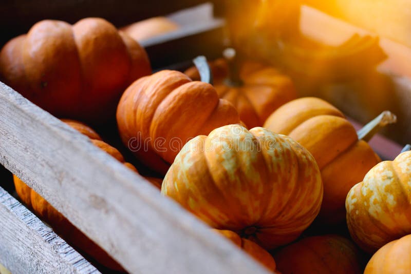 Pompoenen voor verkoop Amerikaanse landbouwbedrijf en schuren bij de herfst in Illinois royalty-vrije stock fotografie Pompoenen voor verkoop Amerikaanse landbouwbedrijf en schuren bij de herfst in Illinois royalty-vrije stock fotografie