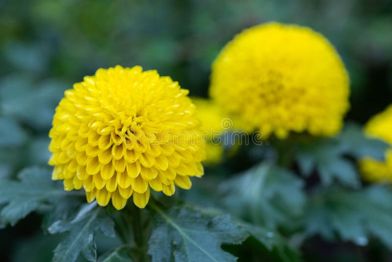 Pompom Chrysanthemums Flower in Garden at Sunny Summer or Spring Day for  Decoration and Agriculture Design Stock Image - Image of detail, beautiful:  180630427