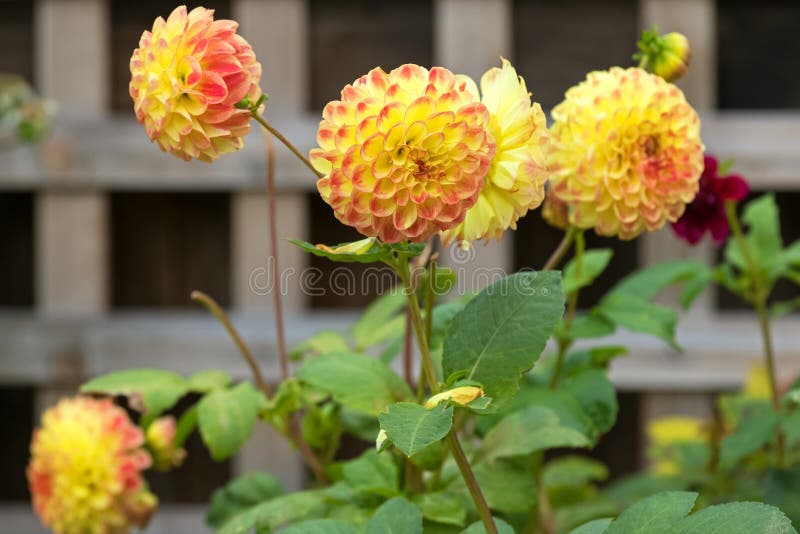 Pompom Dahlia flowers in yellow color blooming in the garden