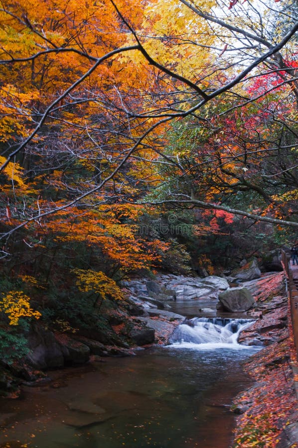 Pond in autumn forest