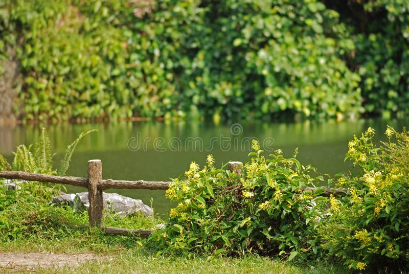 Pond, big tree and rock