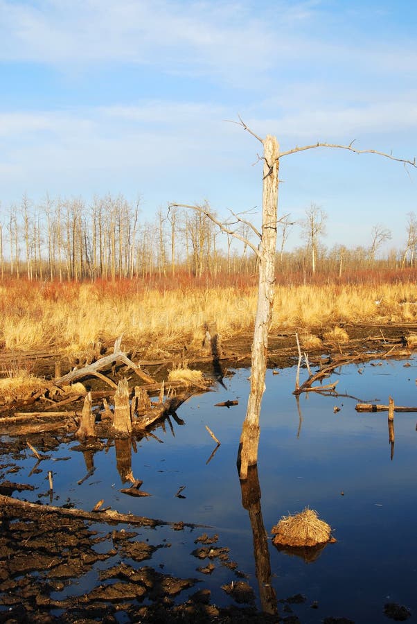 Pond, decayed trees and forests