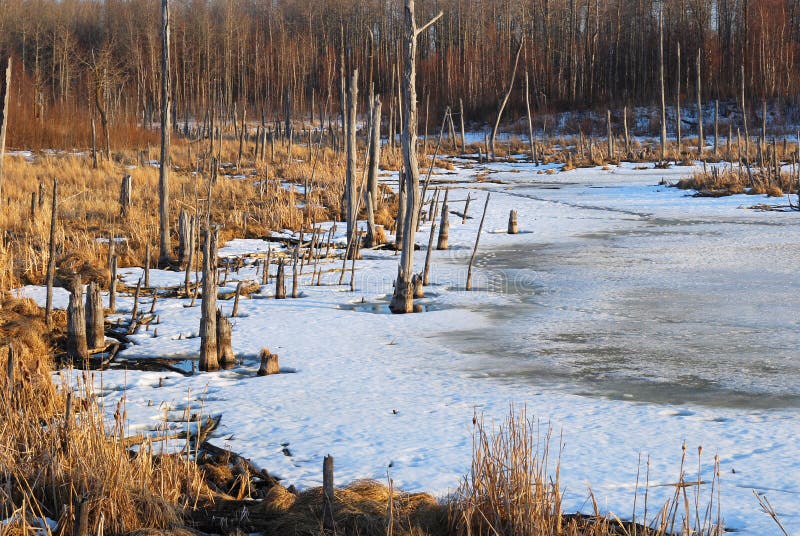 Pond, decayed trees and forests