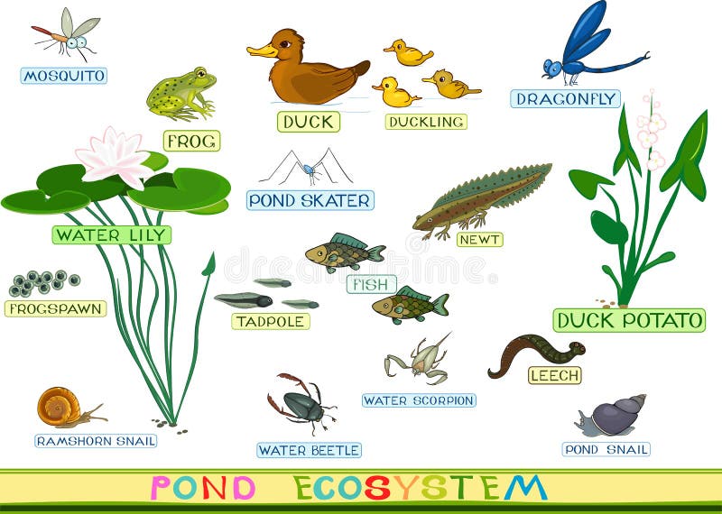 Draw a diagram of a pond ecosystem and write any one aquatic food chain