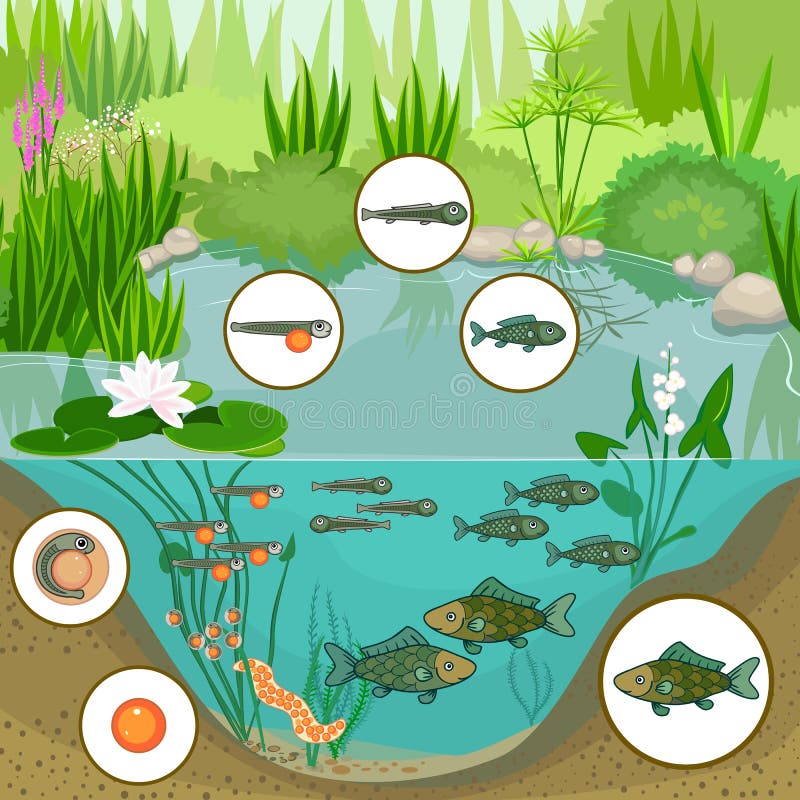Ecosystem Of Pond Stock Illustration - Download Image Now - Drawing - Art  Product, Ecosystem, Mosquito - iStock