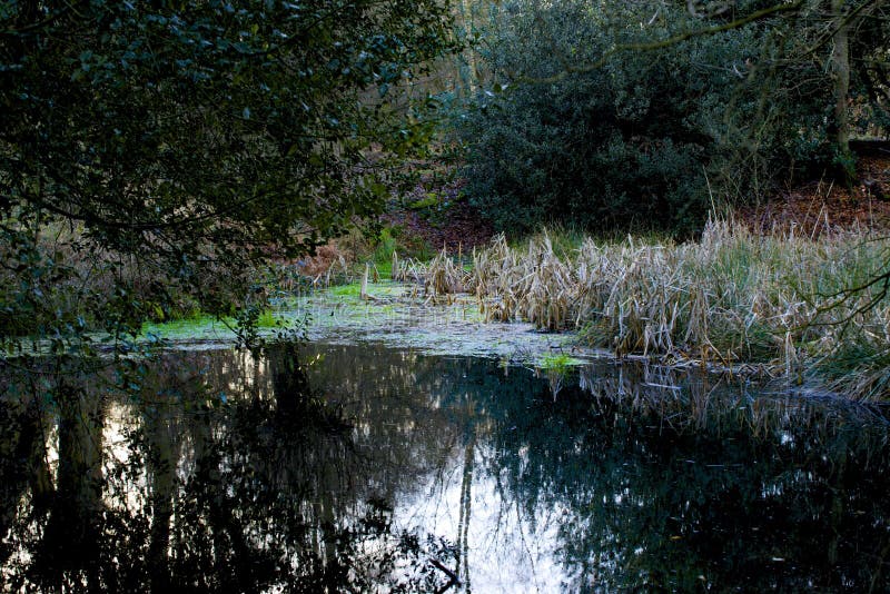 Pond in Epping forest stock photo. Image of nature, pond 37649938