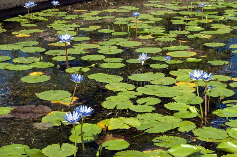 Pond Full of Lilly Pads with Blue Flowers Stock Image Image of